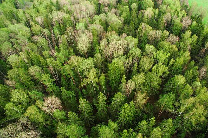 Vista aérea de un bosque