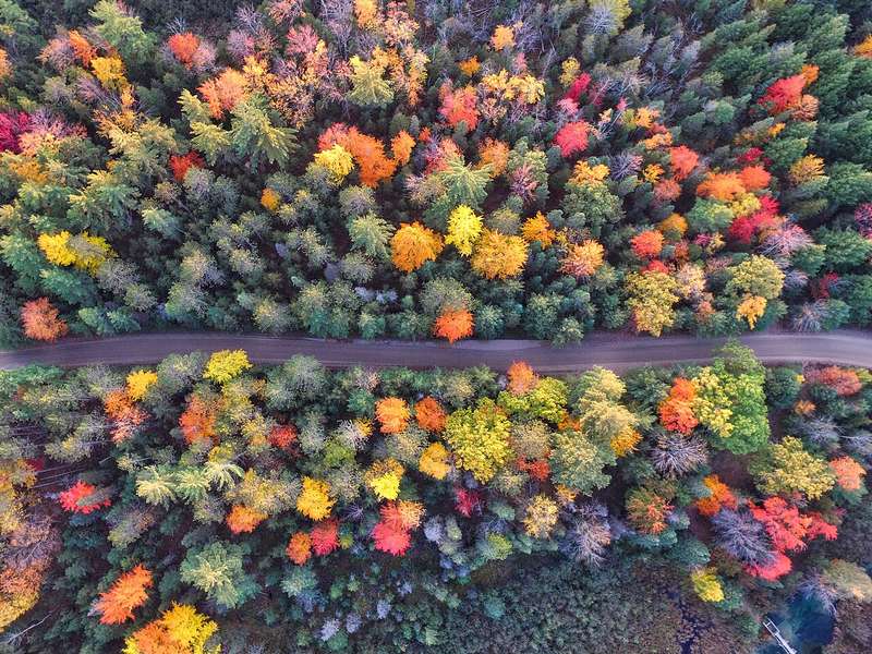 Vista aérea de un bosque atravesado por un camino